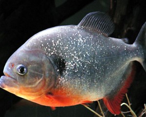 A piranha é um dos carnívoros das águas do pantanal