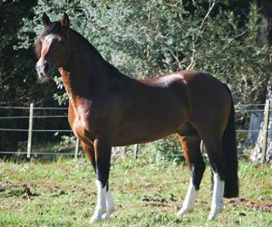 Cavalo Crioulo Forte