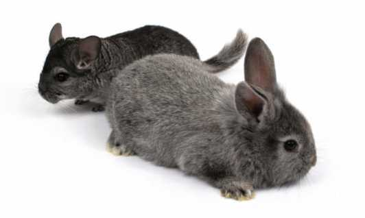 Diferença entre chinchilas roedores e chinchilas coelhos