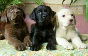 Labrador Filhote