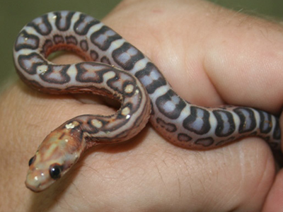 corn snake - criar cobra cativeiro