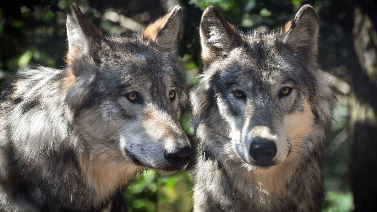 La Diferencia Abismal De Tamaño Entre Lobos Y Perros Que No Conocías (y Se  Ha Vuelto Viral) 