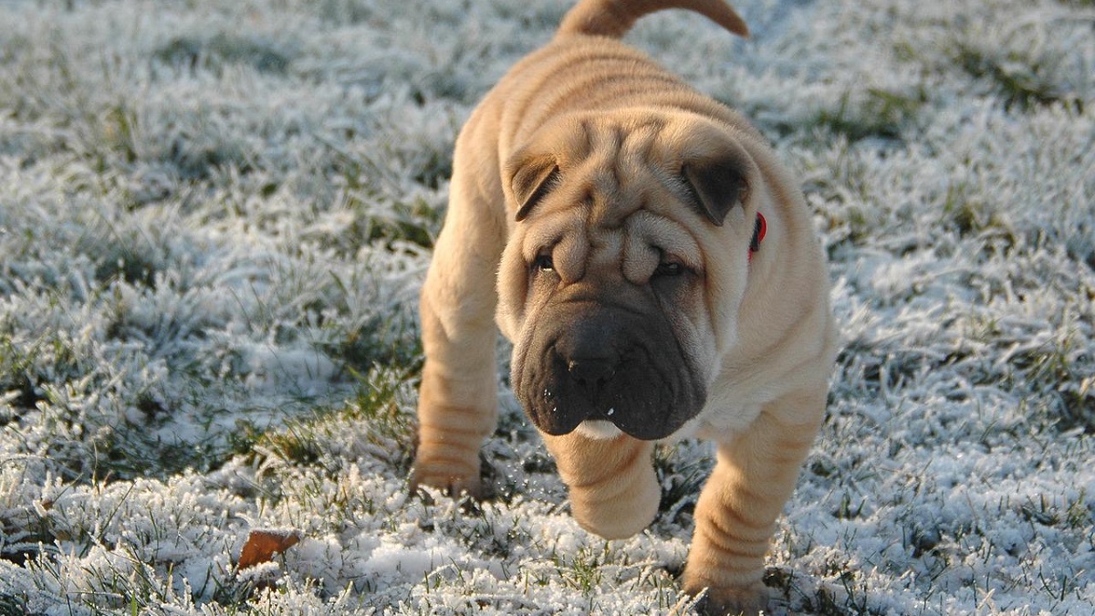 Shar Pei