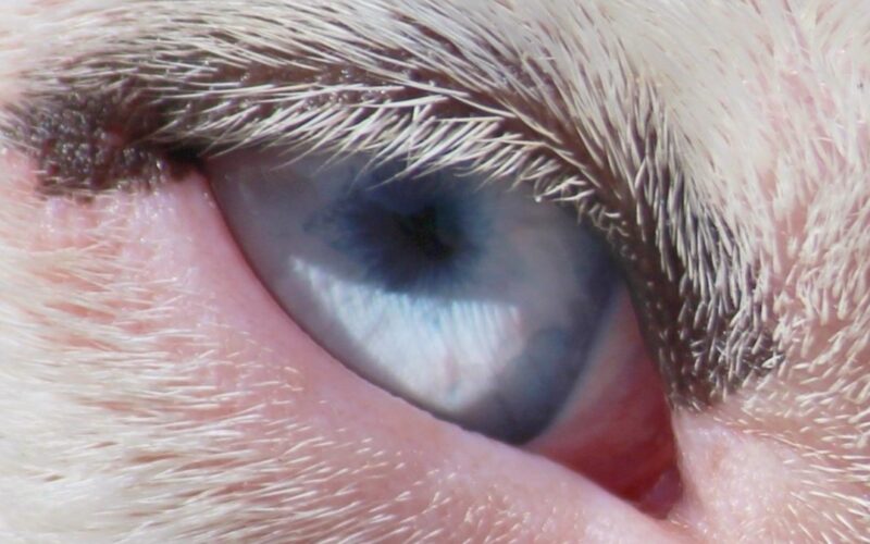 Cachorro com os olhos vermelhos