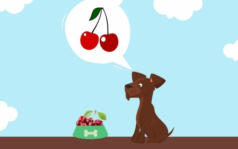 Cão pode comer cereja