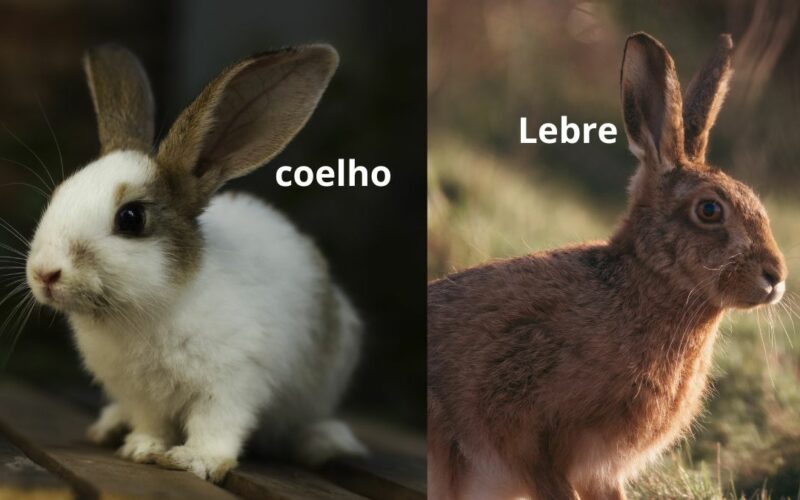 Diferenças entre coelho e lebre