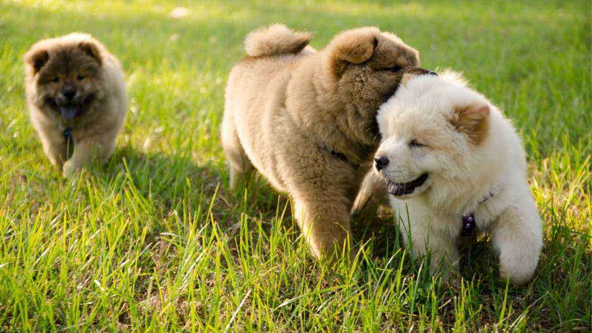 Filhote de chow chow