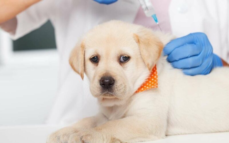 Primeira vacina do cão