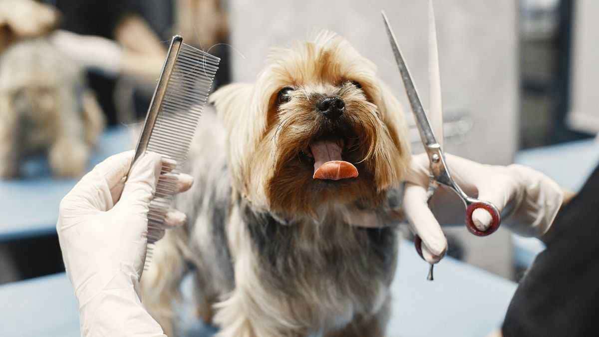 Quais raças de cachorro precisam de tosa com frequência