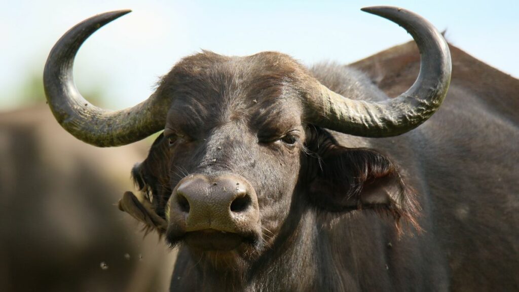 búfalos