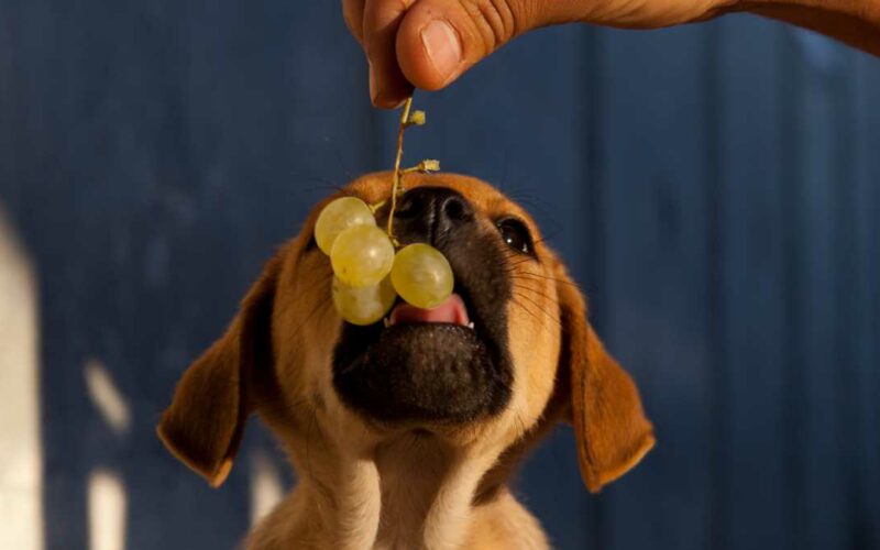 Cão pode comer uva