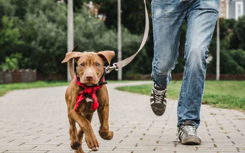dicas essenciais para correr com cães