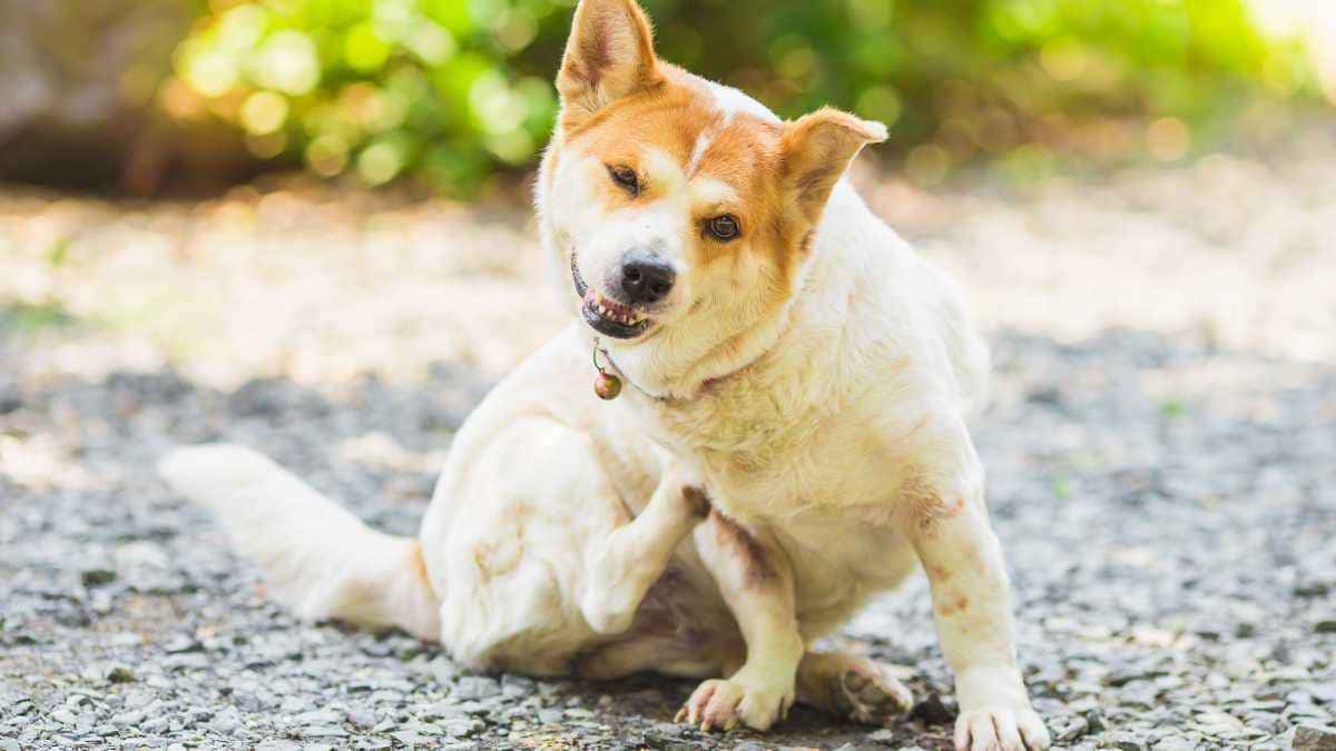 Cachorro balançando muito a cabeça e coçando a orelha: possíveis causas ...
