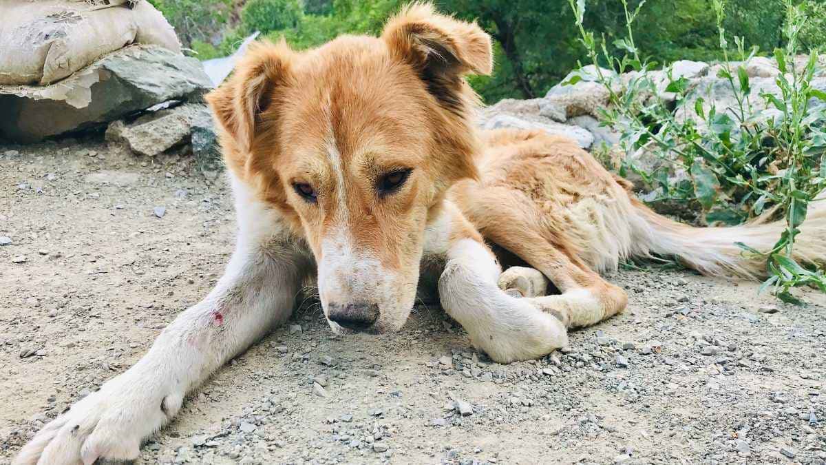 Cachorro com dificuldade de levantar a parte traseira: Possíveis causas ...
