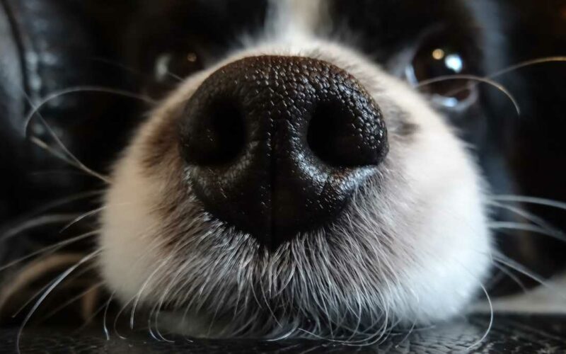 Cachorro com nariz entupido