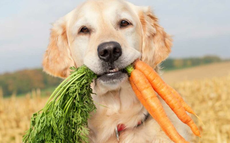 Cachorro pode comer cenoura todo dia