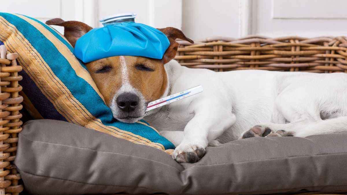 Meu cachorro não come há 5 dias? O que pode ser?