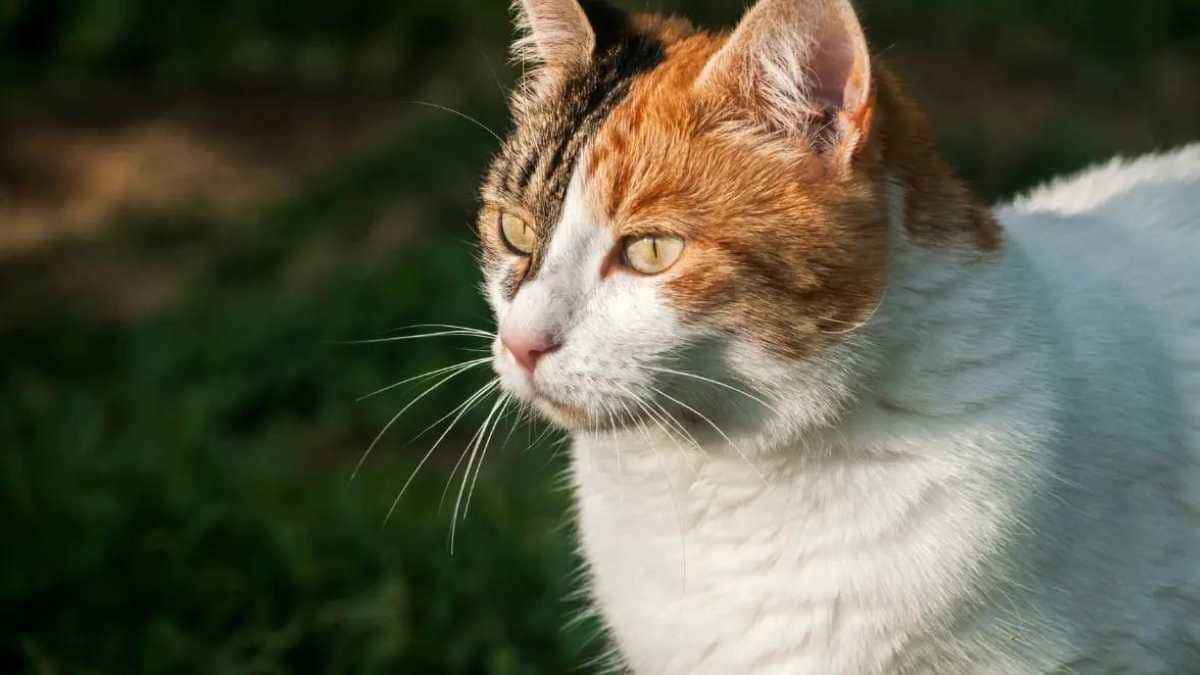 Nome de gata fêmea