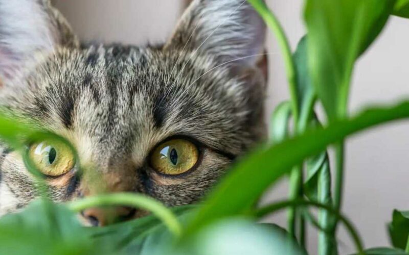 Plantas que espantam gatos