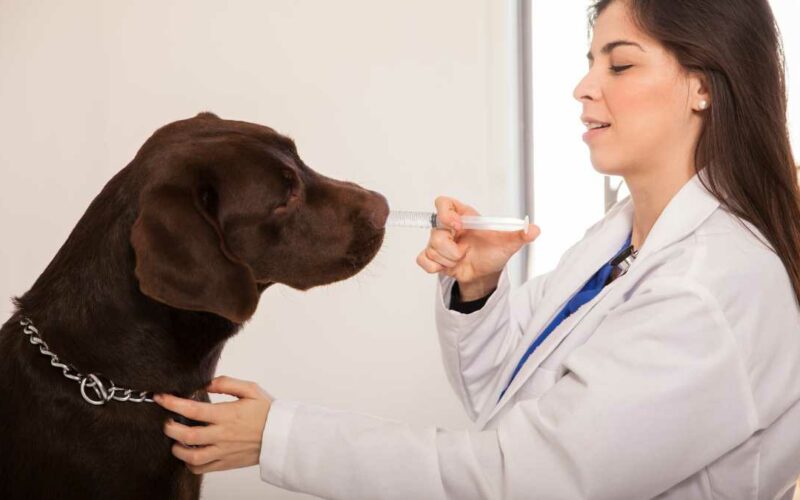 Remédio para alergia de cachorro