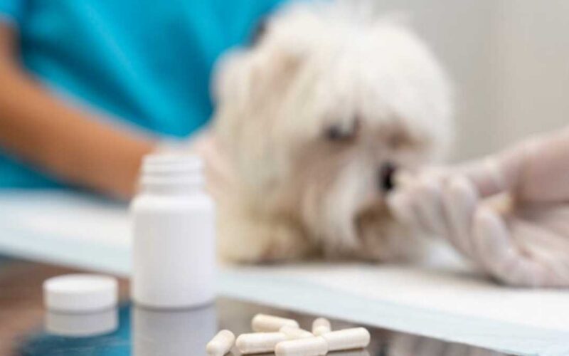 Antibióticos para seu cachorro