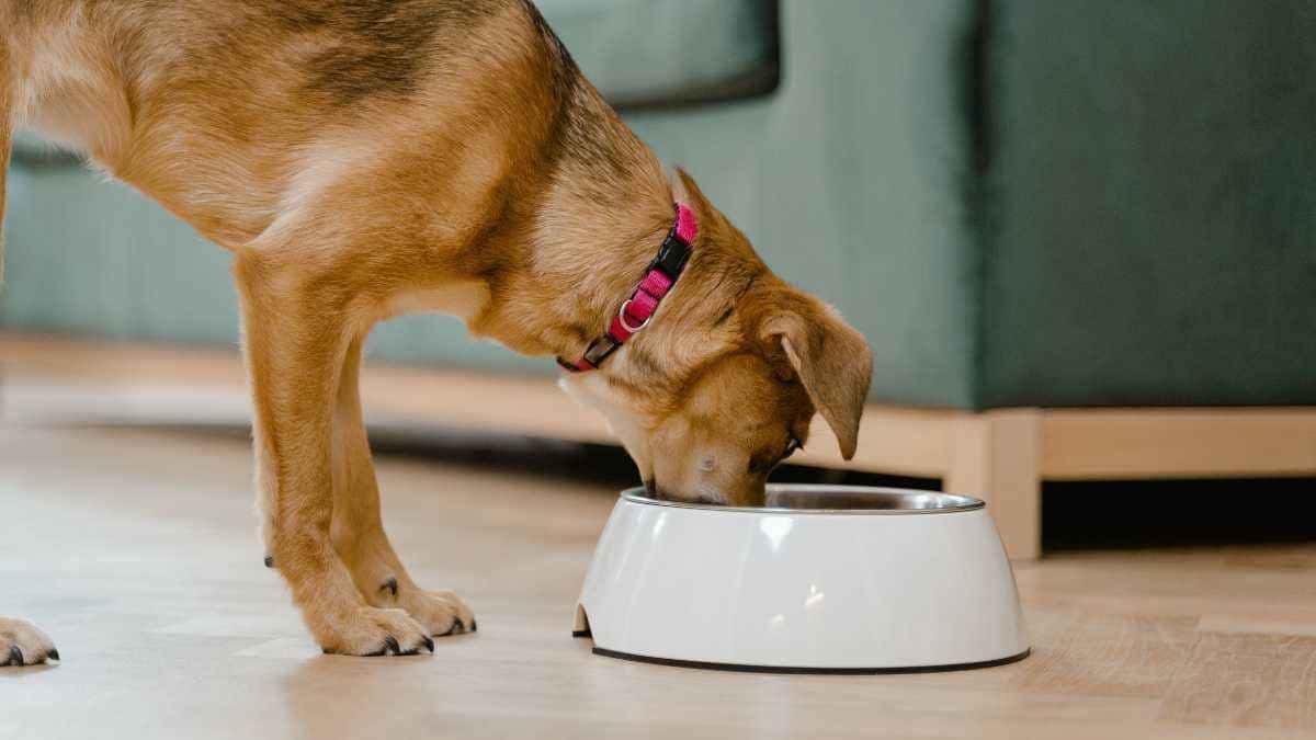 Cachorro pode comer farinha de mandioca