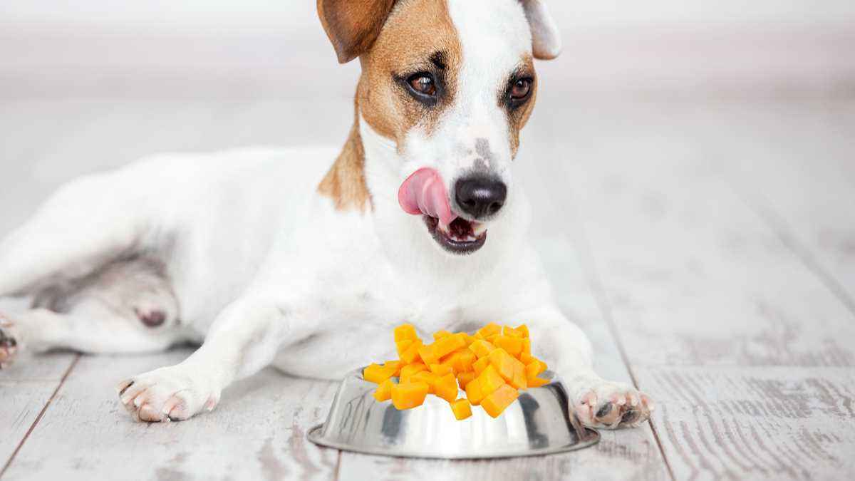 Cachorro pode comer manga