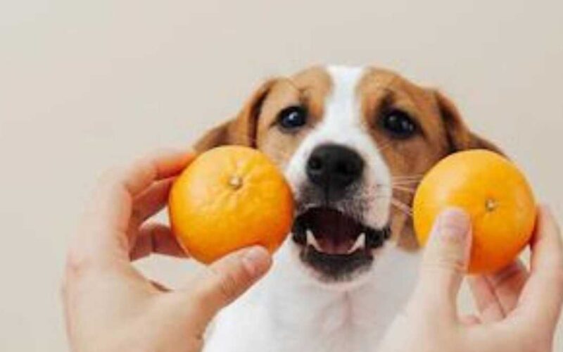 Cachorro pode comer tangerina