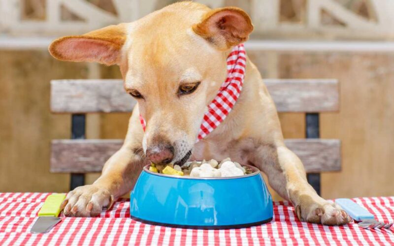Cão pode comer mandioca