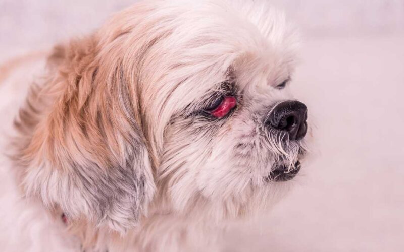 Doença nos olhos de cachorro Shih Tzu