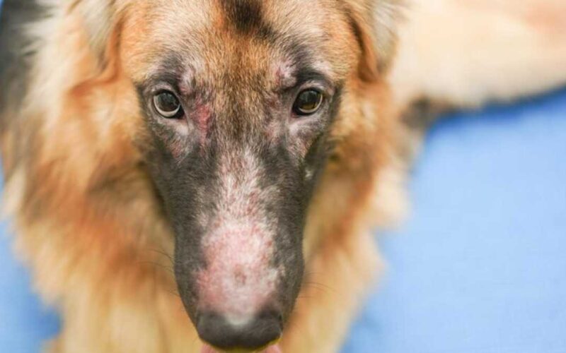 Lupus Eritematoso em Cães