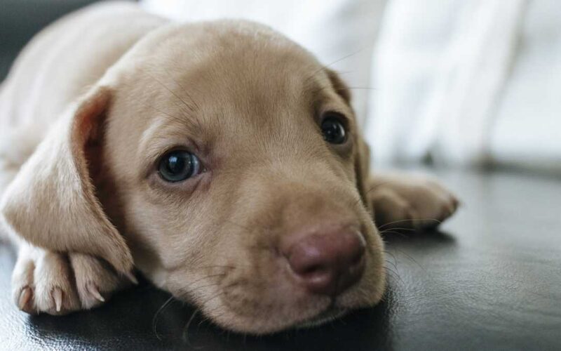 Como saber se um hotel é pet friendly