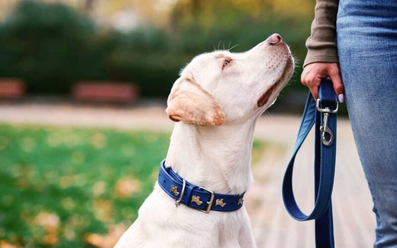 Como escolher uma coleira para cachorro?