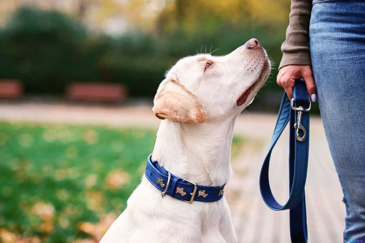 Como escolher uma coleira para cachorro?