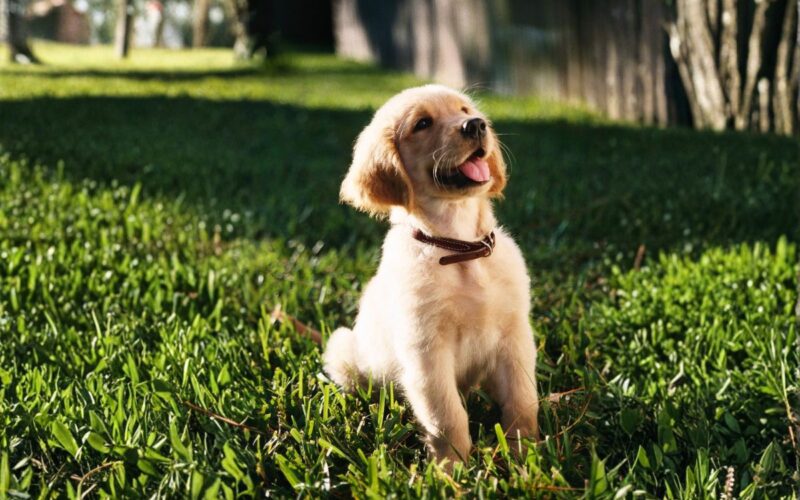 Pet Places Playgrounds Modulares para Pets